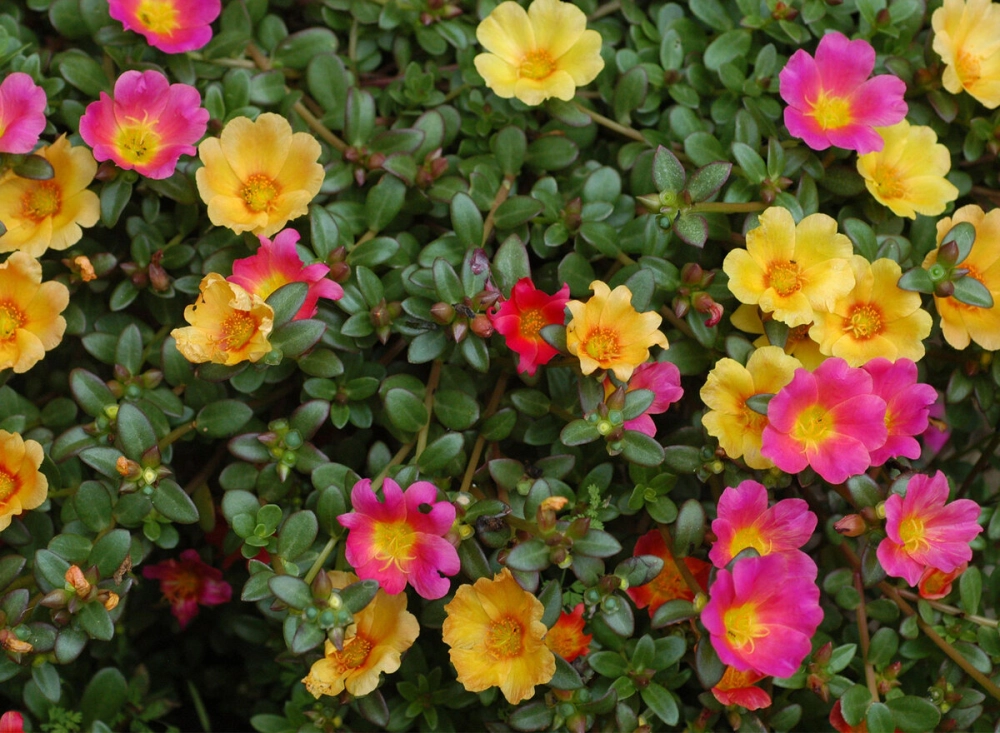 Hoa mười giờ thẩm mỹ hài hòa từng đường nét tinh tế