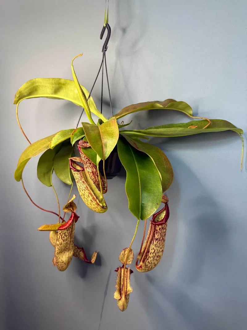 Hoa nắp ấm 4K siêu rõ nét làm nền