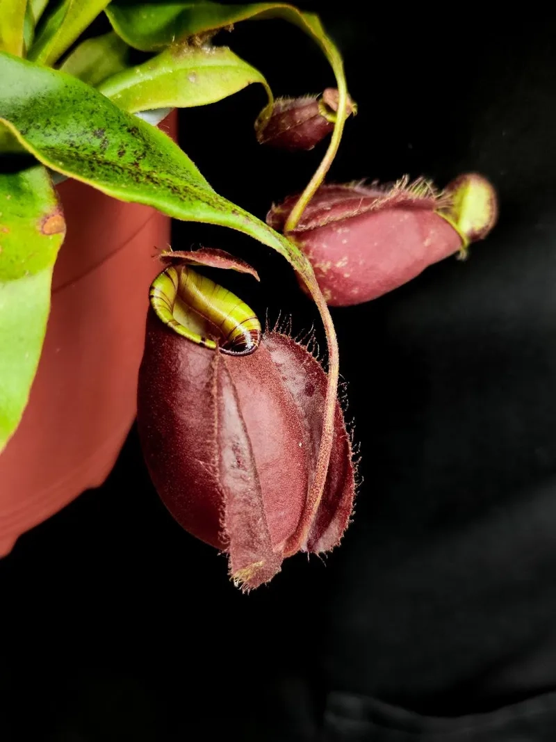 Hoa nắp ấm đơn giản nhưng ấn tượng