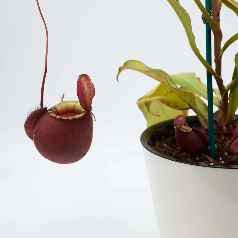 Hoa nắp ấm vẽ tay tinh tế nghệ thuật