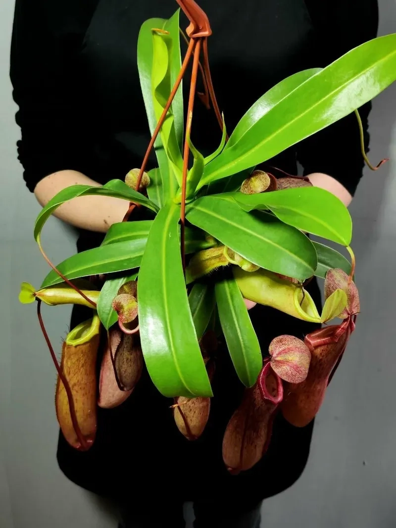 Ý tưởng hình xăm hoa nắp ấm độc đáo