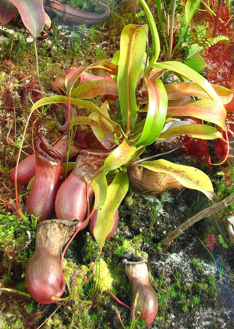 Chiêm ngưỡng hoa nắp ấm đẹp và hiếm có