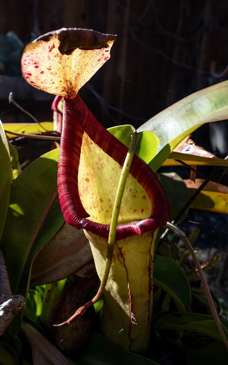 Sắc nét hoa nắp ấm đen trắng tối giản