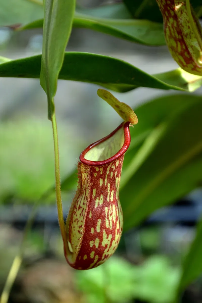 Hoa nắp ấm độc đáo về hình dáng