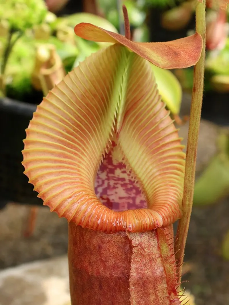 Dùng ngay hình nền hoa nắp ấm điện thoại