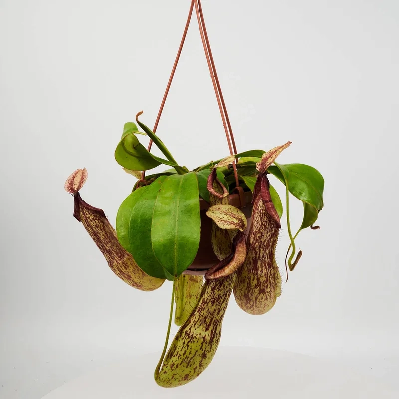 Vẻ đẹp hoa nắp ấm trắng đen huyền bí