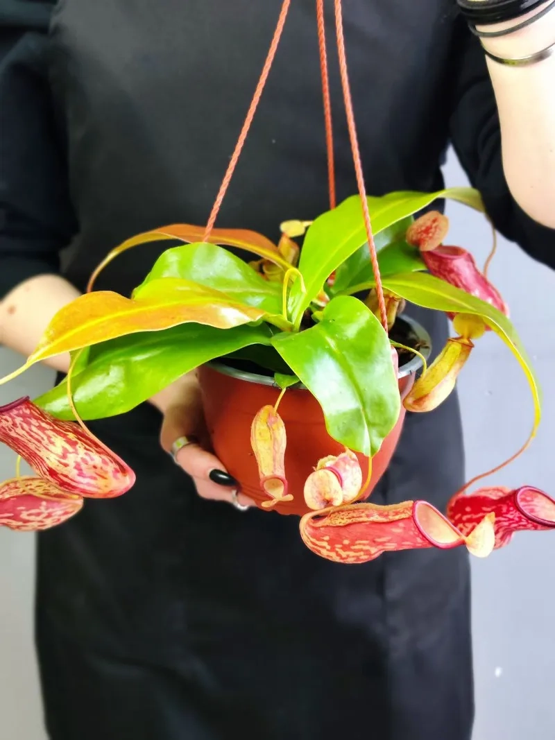 Khám phá bộ sưu tập hoa nắp ấm đầy đủ