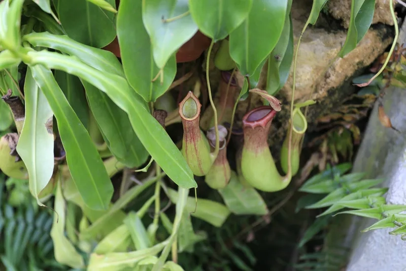 Đừng bỏ lỡ kho hoa nắp ấm đẹp này nha