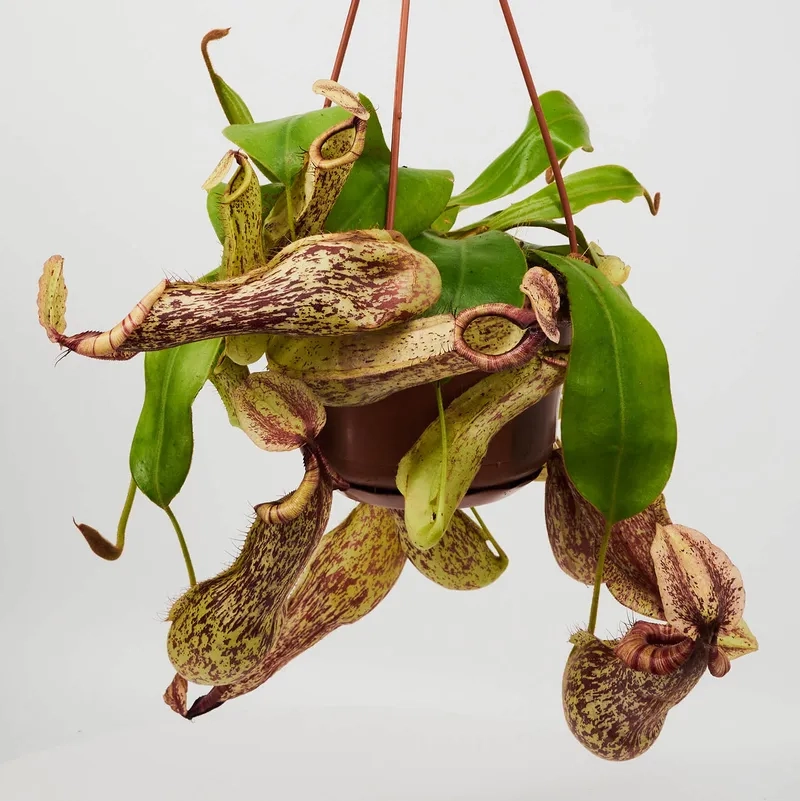 Cùng nhau xem hoa nắp ấm kỳ lạ