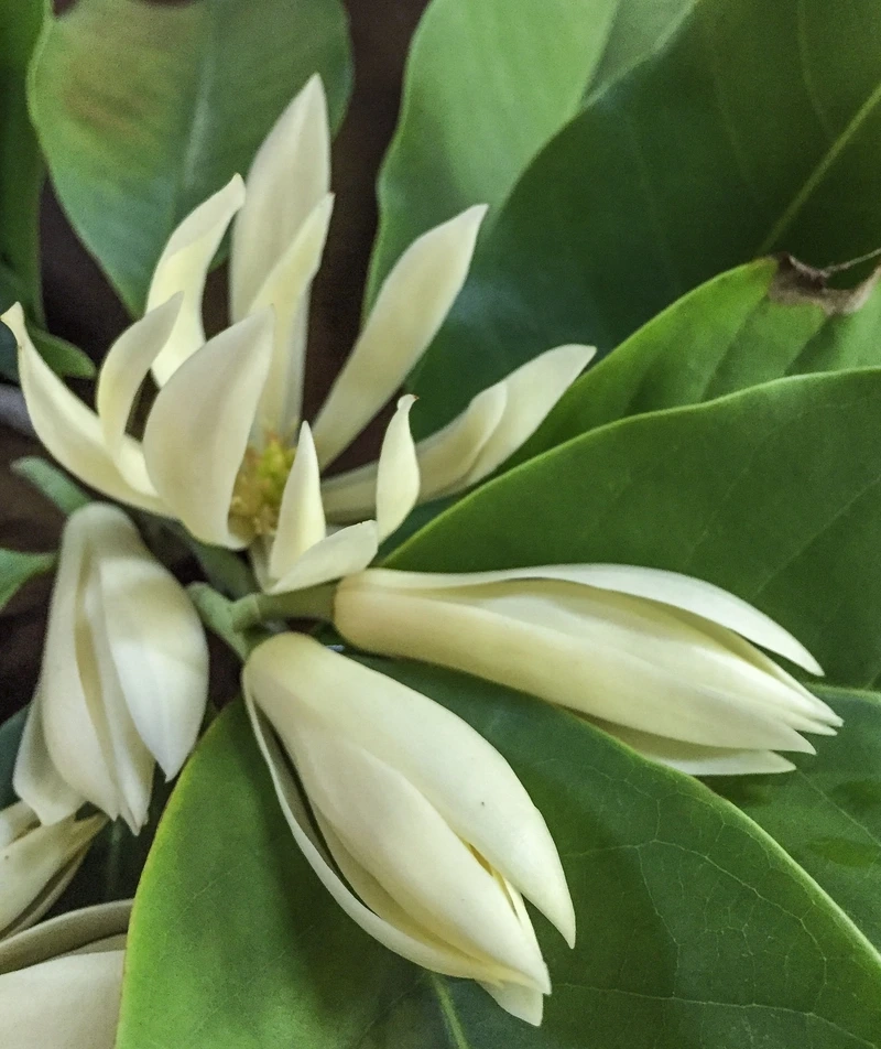 Ý nghĩa của hoa ngọc lan