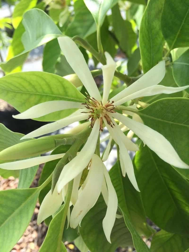 Vẻ đẹp tinh khôi của hoa ngọc lan đẹp