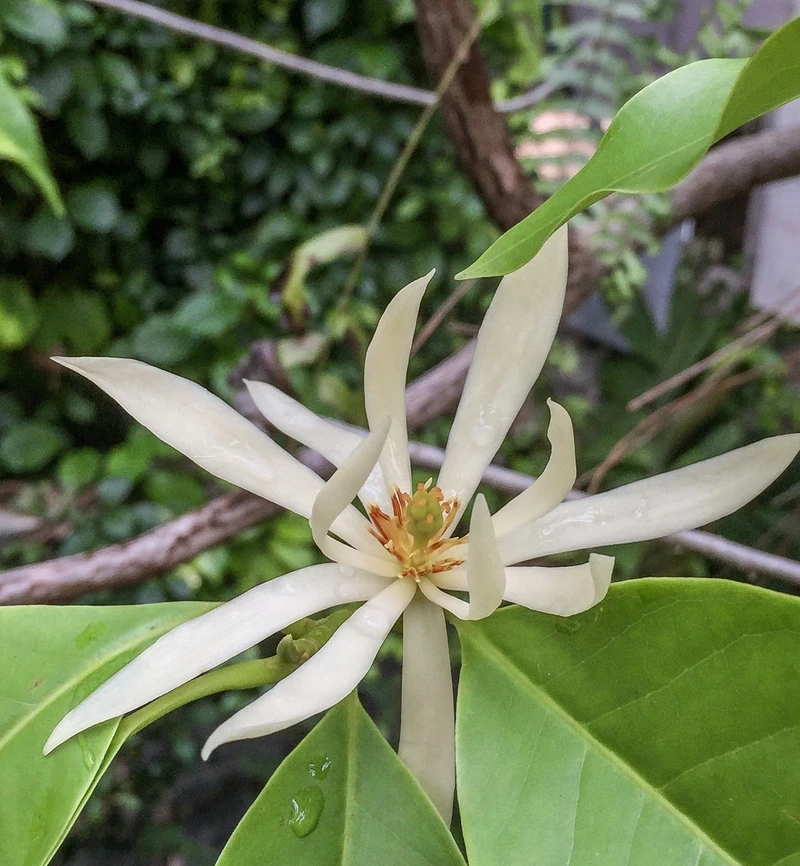 Khoảnh khắc thanh nhẹ trong ảnh hoa ngọc lan