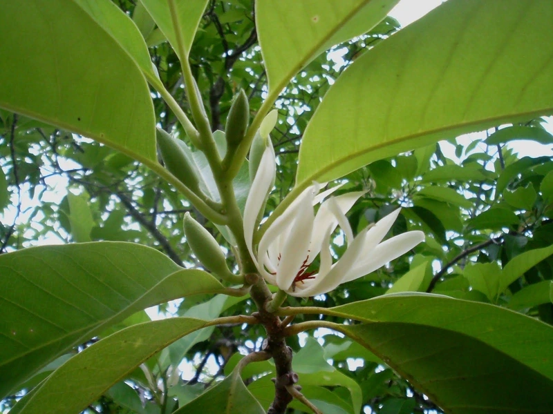 Ngắm sắc trắng thuần khiết của hình ảnh hoa ngọc lan