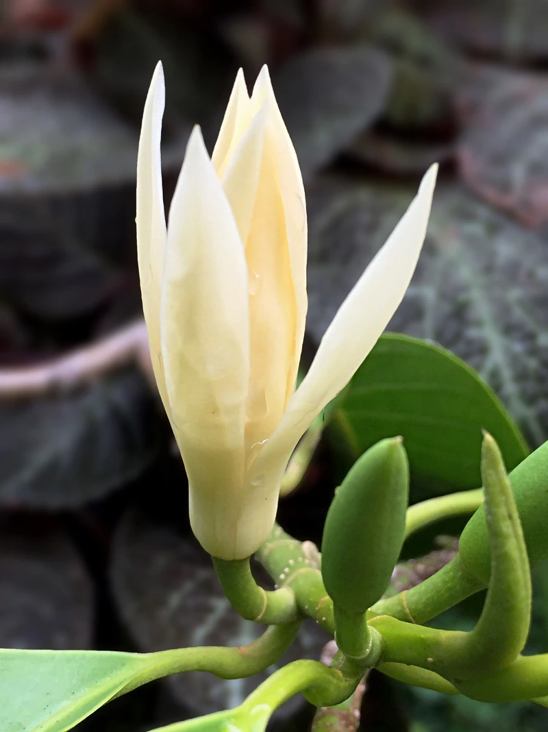 Vẻ đẹp sắc nét từ hoa ngọc lan full hd