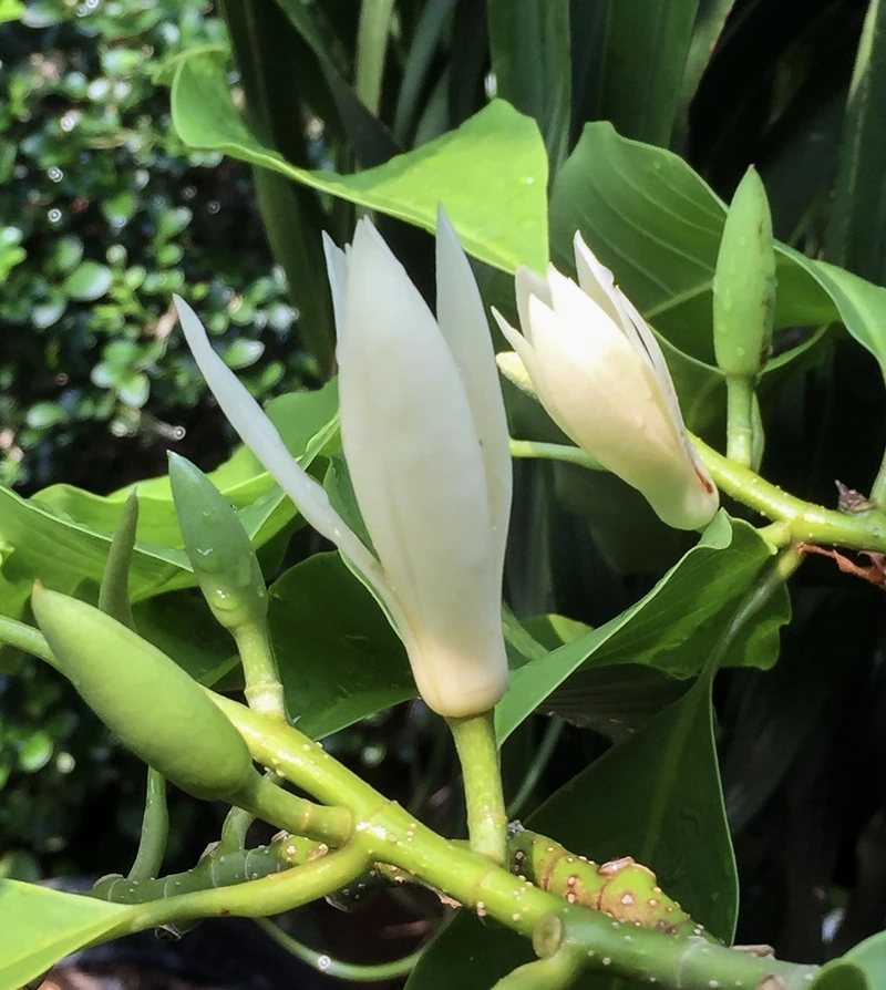 Chiêm ngưỡng sắc hoa qua hoa ngọc lan 4k