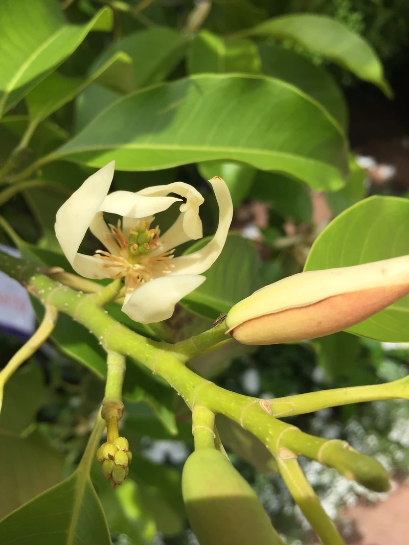 Nét đẹp biểu tượng của hoa ngọc lan tượng trưng