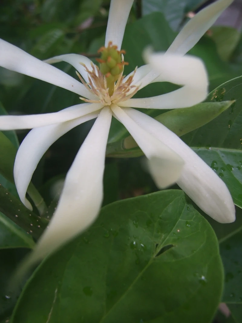 Sân vườn tinh tế nhờ hoa ngọc lan sân vườn