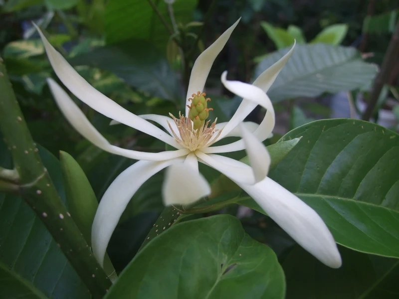 Ngắm sắc trắng tinh tế của hoa ngọc lan trắng