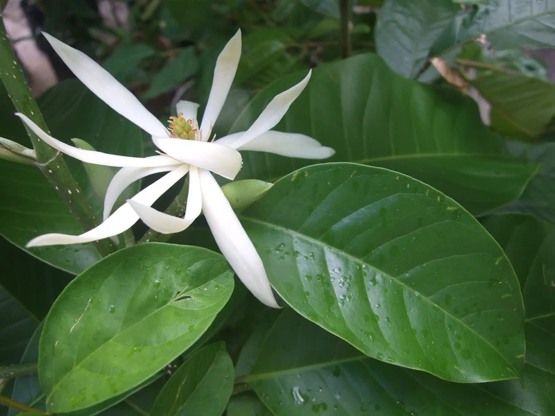 Đắm chìm trong hương thơm của hoa ngọc lan thơm