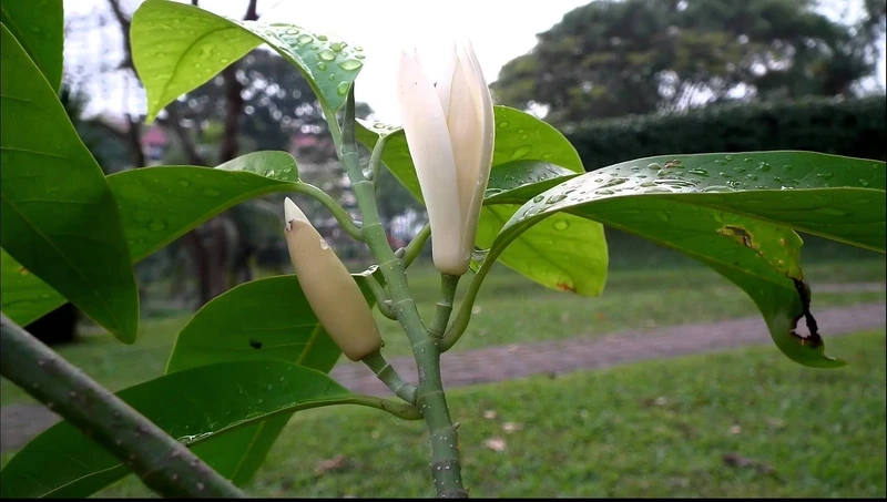 Chiêm ngưỡng nét hoàn mỹ của hoa ngọc lan đẹp nhất