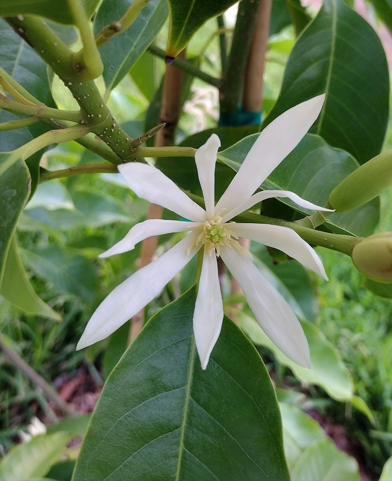 Lựa chọn sắc hoa từ hoa ngọc lan chất lượng