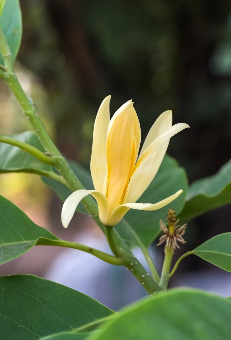 Không gian dịu nhẹ cùng hoa ngọc lan background