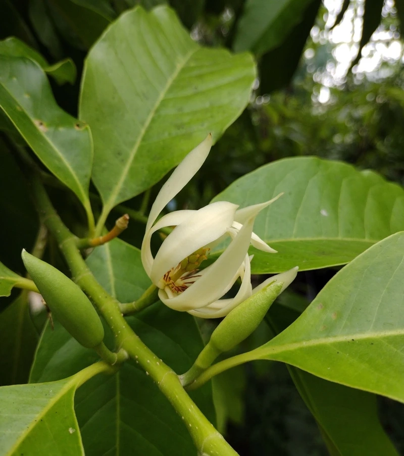 Sắc trắng nổi bật của hoa ngọc lan trắng