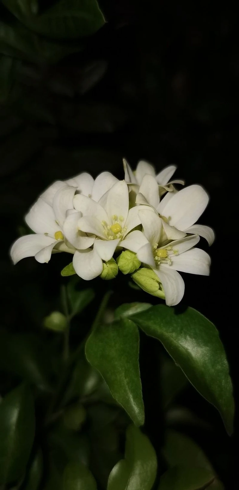 Ý nghĩa của hoa nguyệt quế 