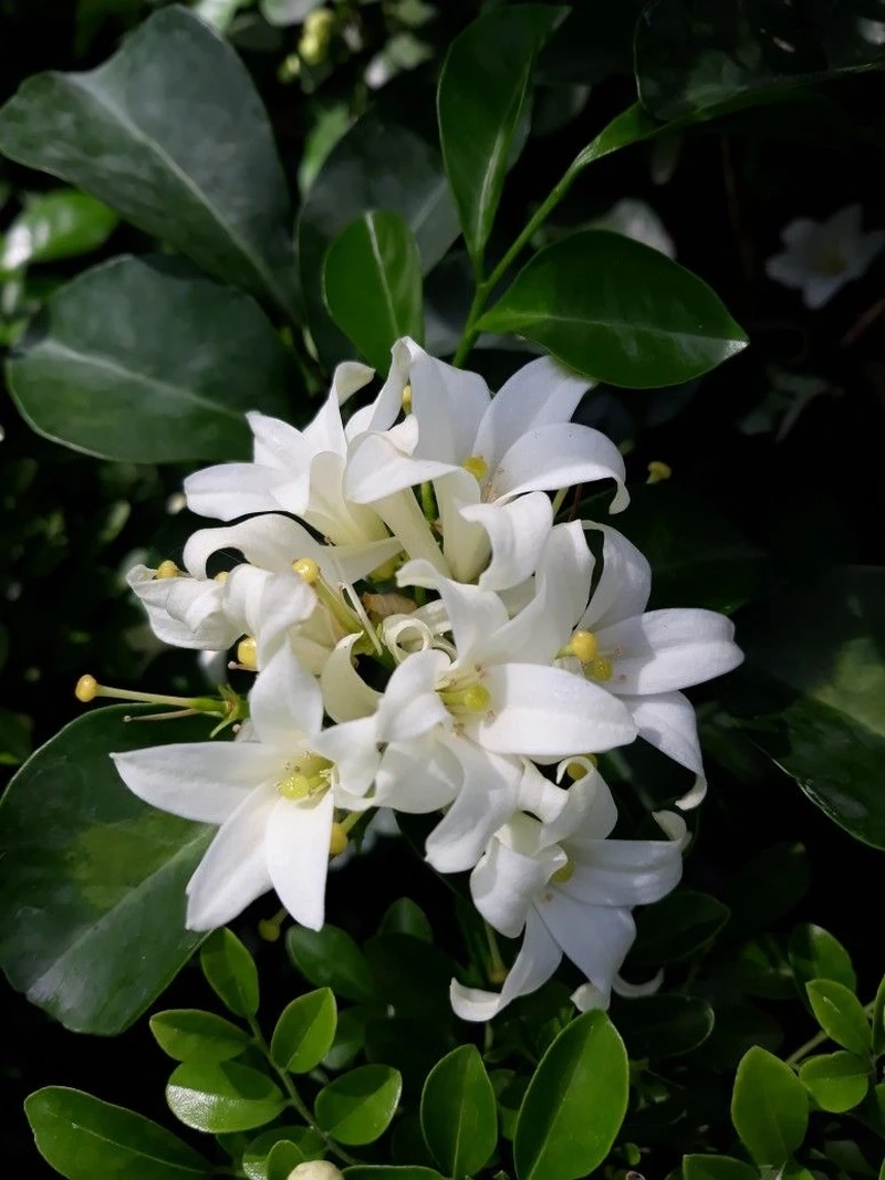 Ngây ngất với hương hoa nguyệt quế thơm ngát