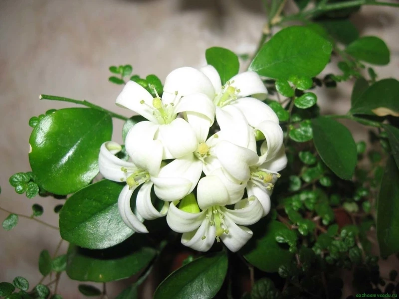 Thư giãn cùng mùi hoa nguyệt quế thơm dịu nhẹ