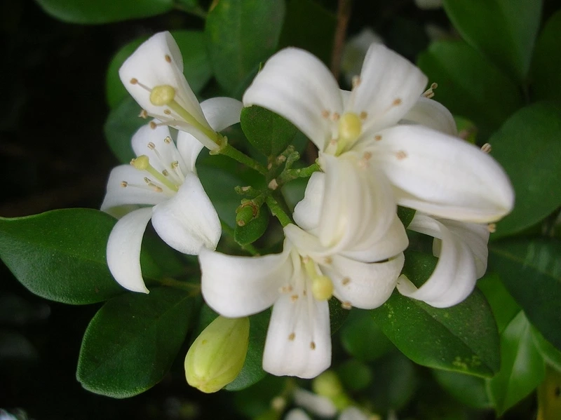 Vẻ đẹp tinh khôi của cây hoa nguyệt quế