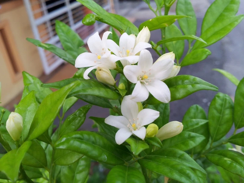 Ý nghĩa đặc biệt của hoa nguyệt quế phong thủy