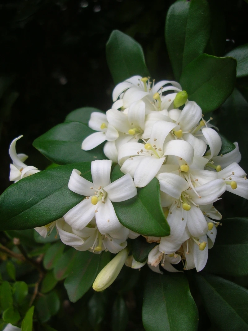 Rước tài lộc nhờ hoa nguyệt quế phong thủy