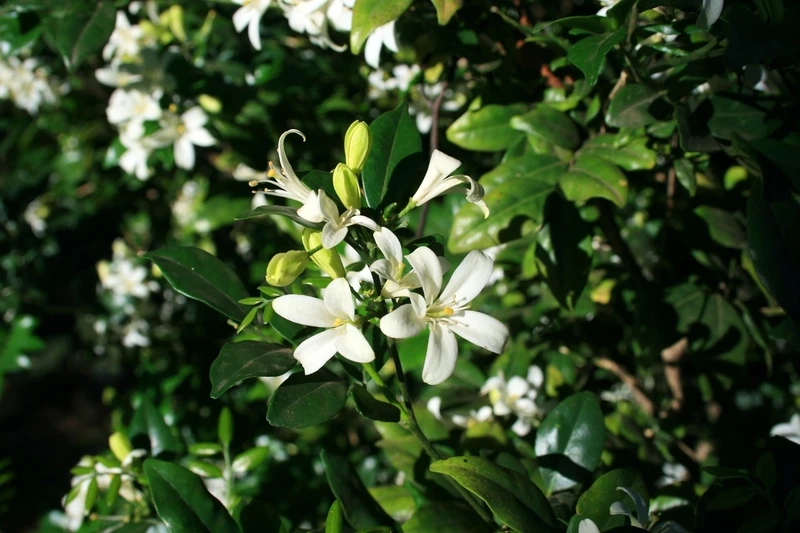 Mẹo chăm sóc hoa nguyệt quế lá xanh mướt