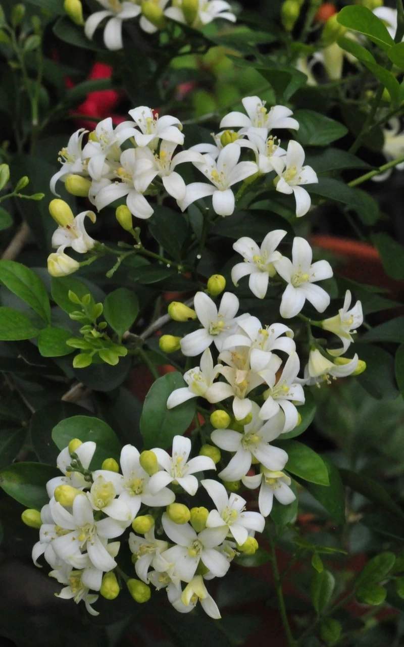 Xem ngay hoa nguyệt quế hợp tuổi nào