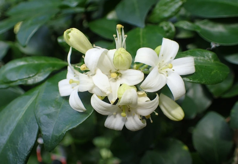 Trang trí nhà với hoa nguyệt quế mini dễ thương