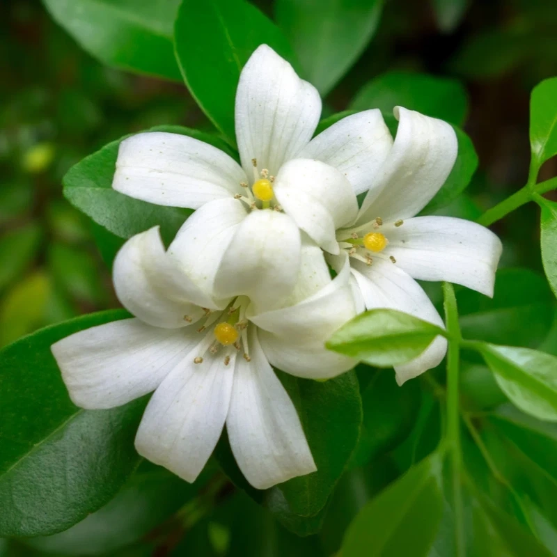 Chơi hoa nguyệt quế bonsai nghệ thuật đỉnh cao