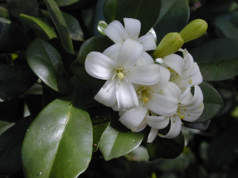 Lợi ích khi nguyệt quế trồng sân vườn nhà phố