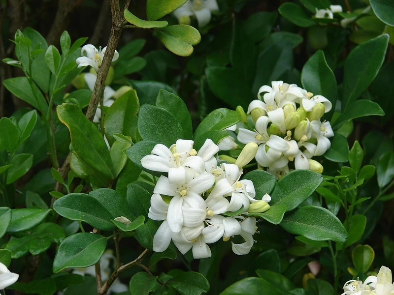 Thiết kế nguyệt quế trồng sân vườn lấy bóng mát