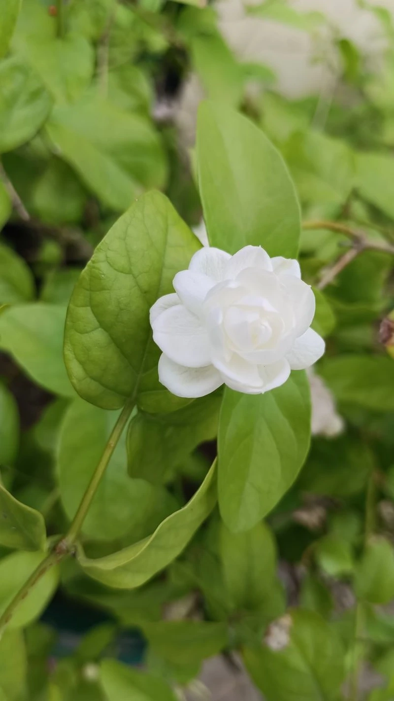 Vẻ đẹp thuần khiết từ hoa nhài đẹp