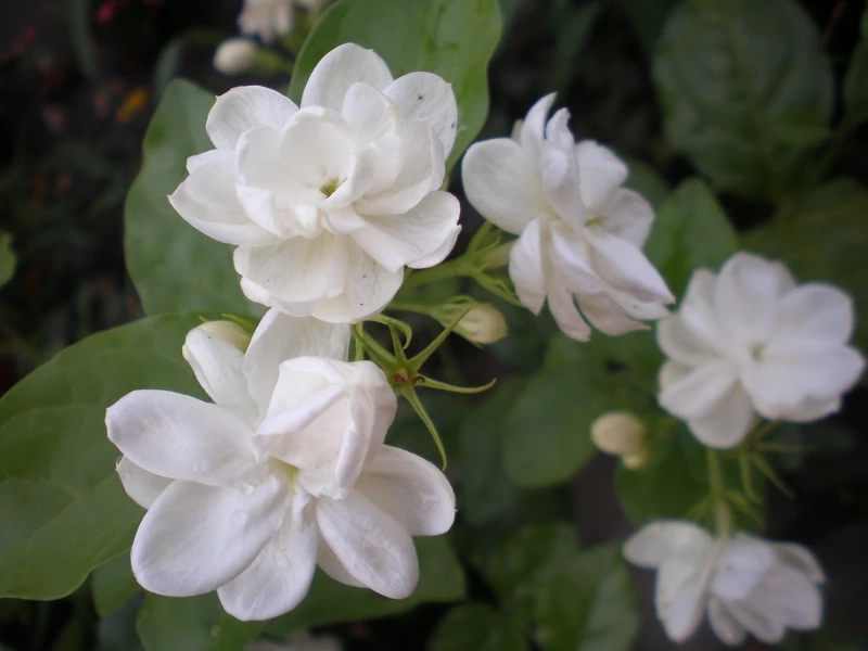 Khám phá nét dịu dàng của ảnh hoa nhài