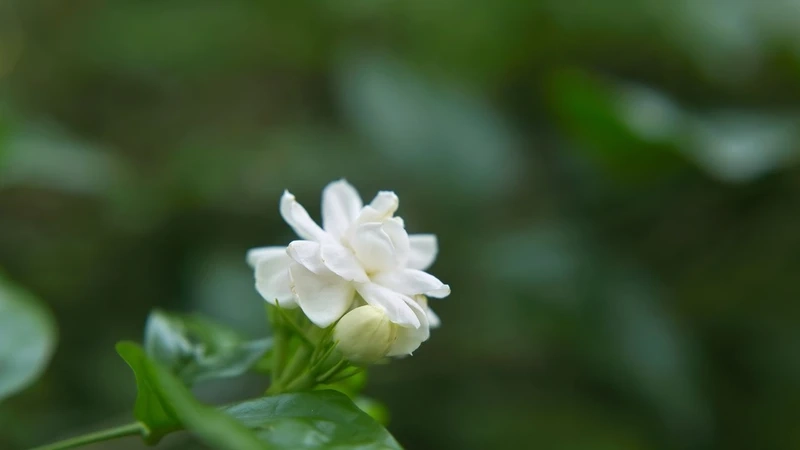 Ngỡ ngàng trước vẻ tinh khôi từ hình ảnh hoa nhài