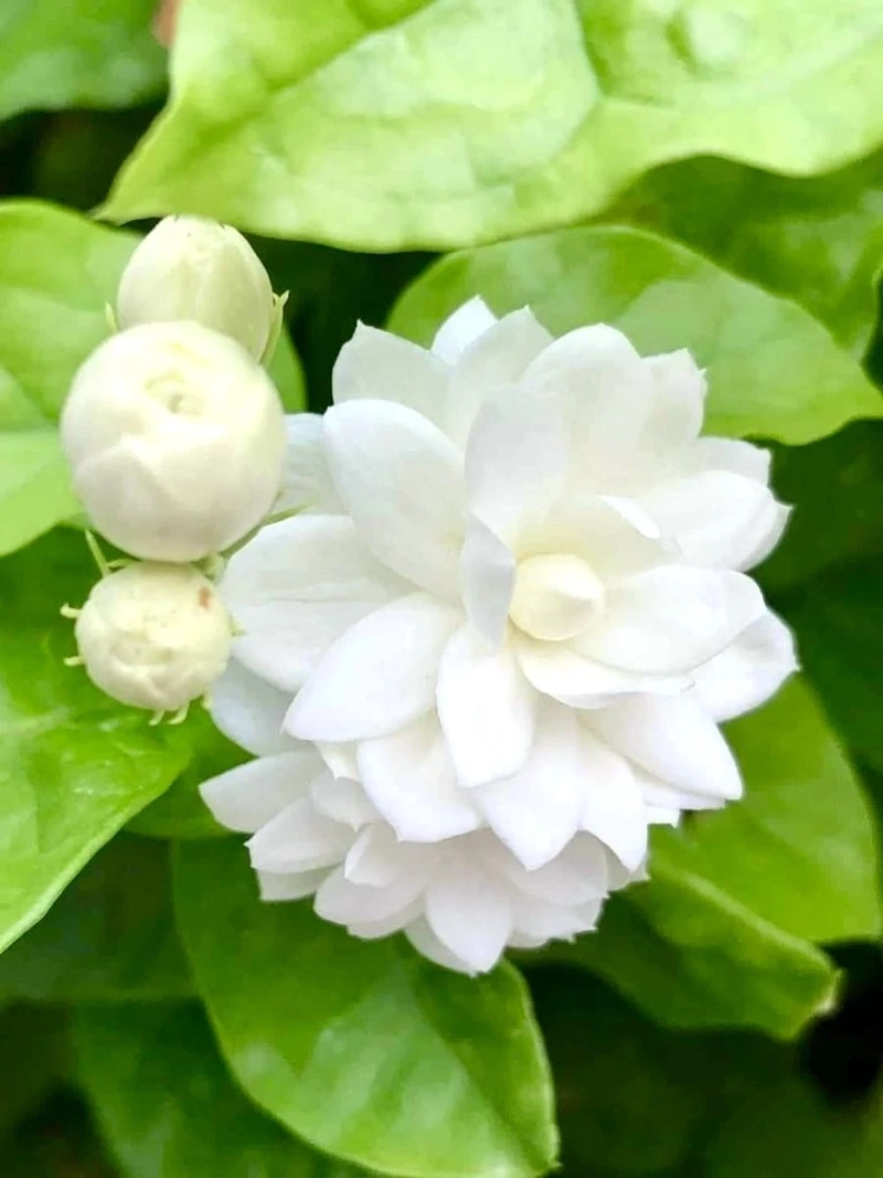 Sắc trắng thanh khiết trong hoa nhài full hd