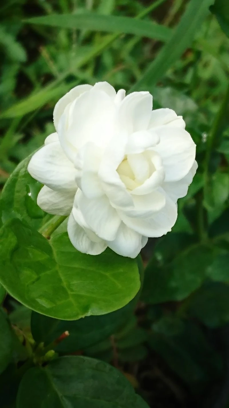 Tìm hiểu vẻ đẹp sâu lắng của hoa nhài ý nghĩa