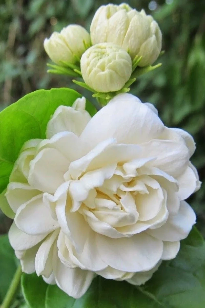 Sắc trắng trong trẻo tô điểm hoa nhài hình nền