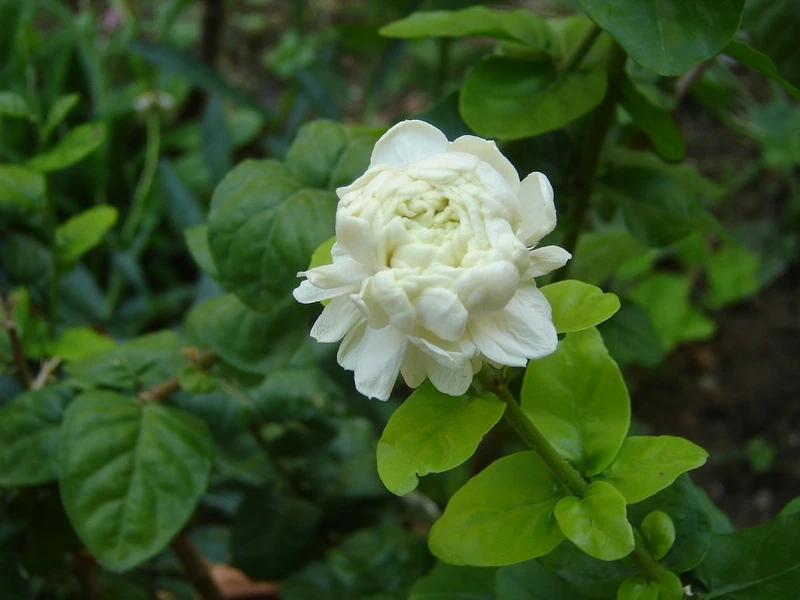 Hương sắc dịu dàng từ hoa nhài sân vườn