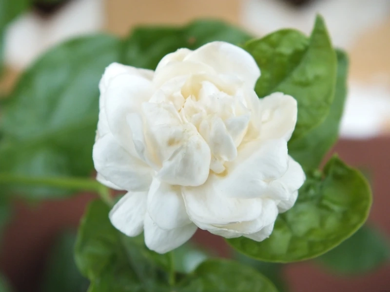 Màu lá xanh mướt hòa quyện hoa nhài lá