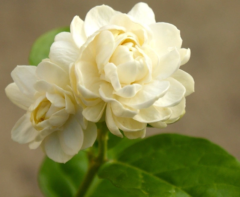 Sắc xuân ngập tràn cùng hoa nhài mùa xuân