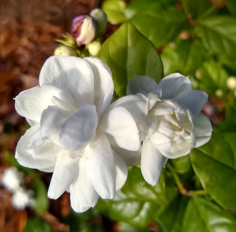 Góc vườn thêm sức sống bởi hoa nhài bụi