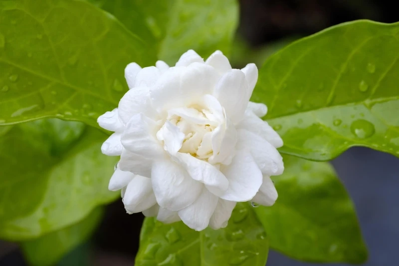 Chiêm ngưỡng vẻ đẹp hoàn mỹ hoa nhài đẹp nhất